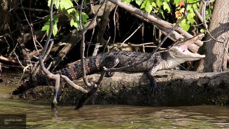 Общество: Подросток из Бангладеш спасся из пасти крокодила благодаря смелости и находчивости