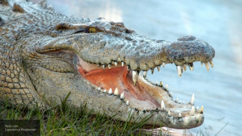Общество: Девятиклассник победил в "драке" с крокодилом и спасся от хищника в Бангладеше