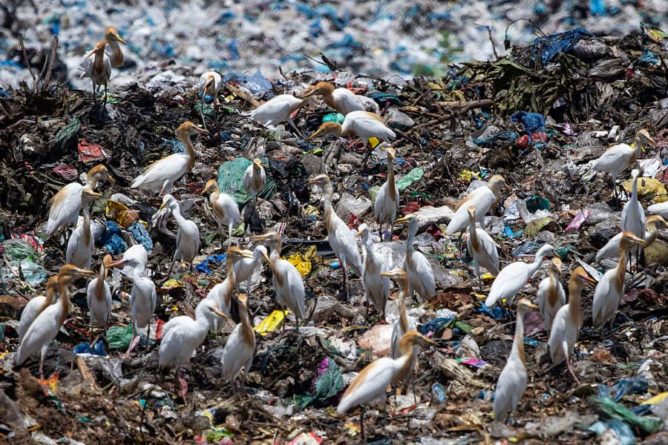 Общество: Маринологи подсчитали, сколько мусора потребляют обитатели океана