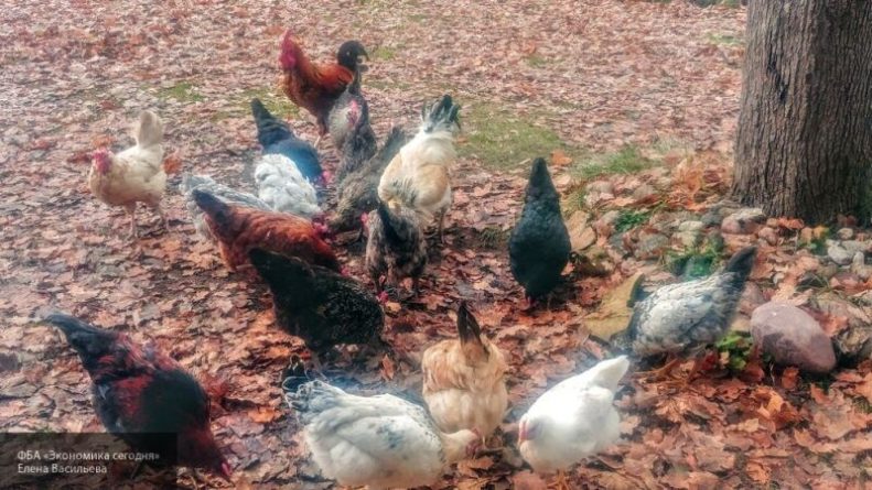 Общество: Daily Mail: в Британии из-за паники и дефицита яиц стали воровать куриц с ферм