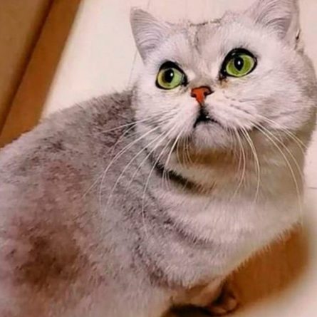 Общество: Невероятная история: кошка сумела выжить одна в доме и родить котят, пока ее хозяин лечился от COVID-19 (ФОТО)
