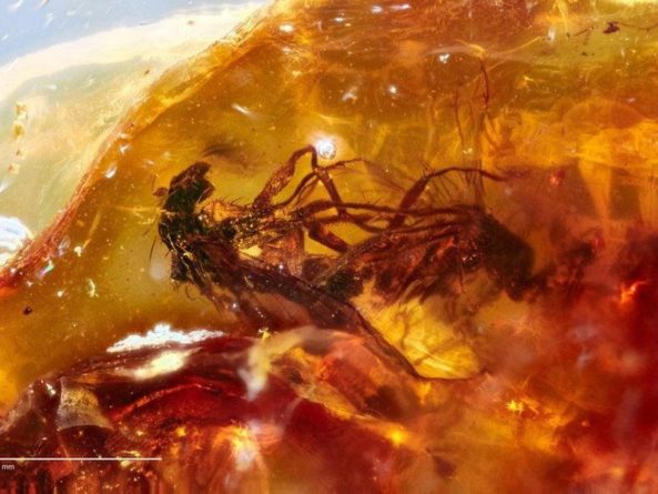 Общество: Две спаривавшихся 41 миллион лет назад мухи были найдены в янтаре