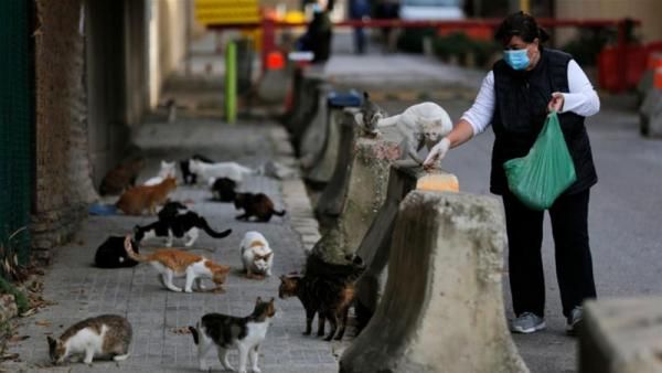 Общество: Собак коронавирус обходит, кошек — настигает: новое исследование