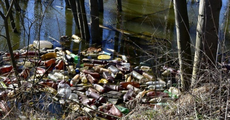 Общество: Ученые нашли в куче гнилых листьев ключ к переработке пластика