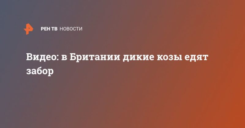 Видео: в Британии дикие козы едят забор 11042020 Общество: Видео: в Британии дикие козы едят забор