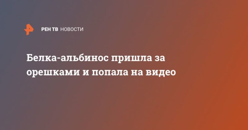 Белка-альбинос пришла за орешками и попала на видео 13042020 Общество: Белка-альбинос пришла за орешками и попала на видео