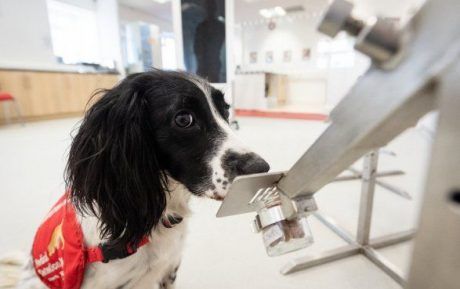 Общество: Собак научат распознавать зараженных коронавирусом людей
