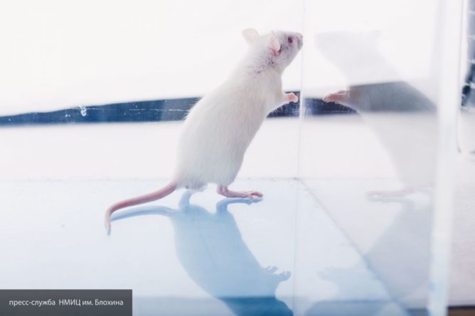 Общество: В НМИЦ назвали новый препарат от рецидива рака «очередным прорывом на мышах»