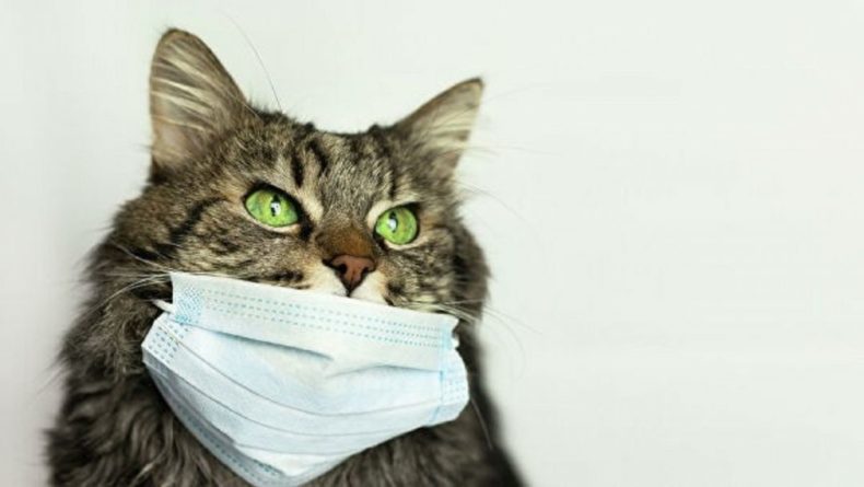 Общество: В США впервые нашли коронавирус у домашних животных: насколько это опасно