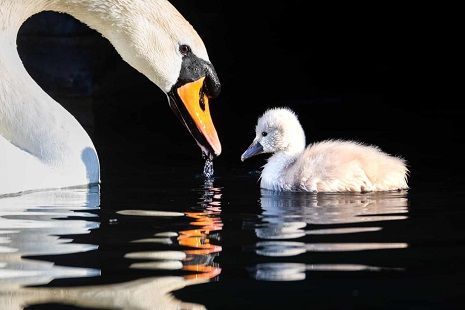 Общество: Мир прекрасен: лучшие фото дикой природы по версии The Guardian