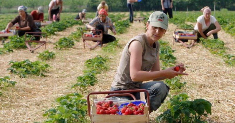 Общество: Убирайтесь на заработки: Украина выдворяет украинцев