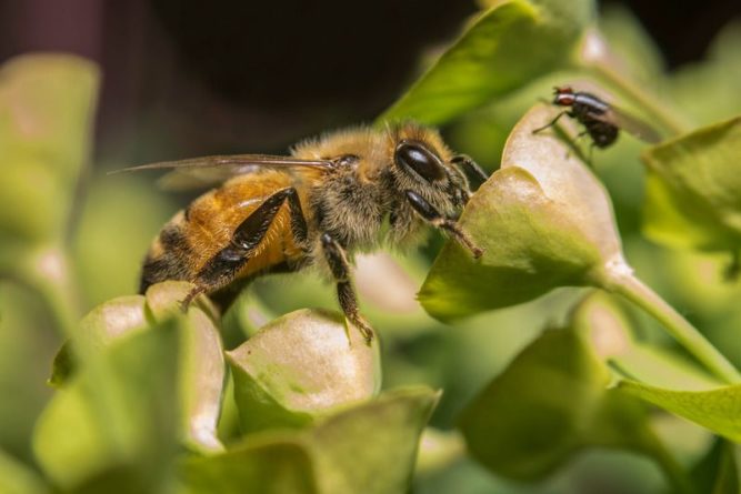 Общество: Ученые объяснили загадочное массовое исчезновение пчел - Cursorinfo: главные новости Израиля