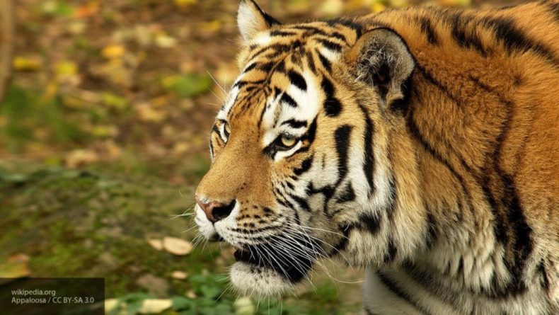 Общество: Британские полицейские с оружием охотились на проволочного тигра