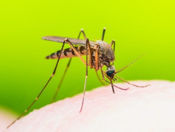 Общество: Ученые нашли микроб, защищающий комаров от малярии - Cursorinfo: главные новости Израиля