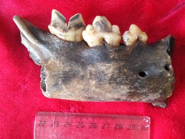 Общество: В Ульяновской области первоклассник нашел часть челюсти пещерного льва