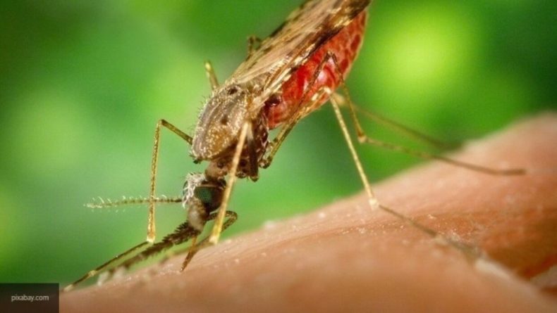 Общество: Ученые применили навыки комаров для создания летающего дрона ночью