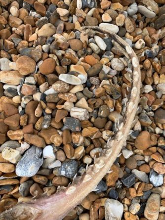 Общество: На пляже Брайтон-Бич обнаружили существо с зубами на хвосте