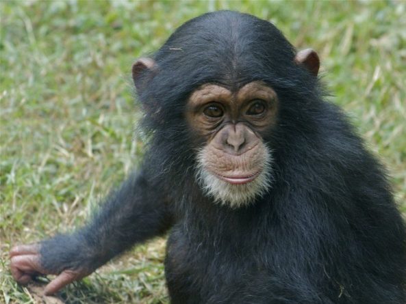 Общество: Кости шимпанзе, которую заставляли жить, как человек, доказали врожденность искривления фаланг у обезьян