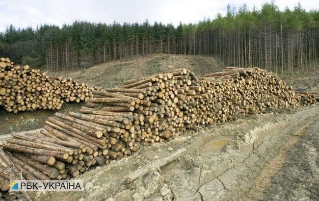 Общество: В Украине объем незаконных рубок лесов уменьшился на 34%