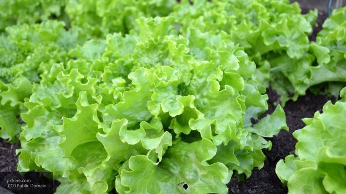 Общество: В Британии резко увеличился спрос на листовой салат во время пандемии COVID-19