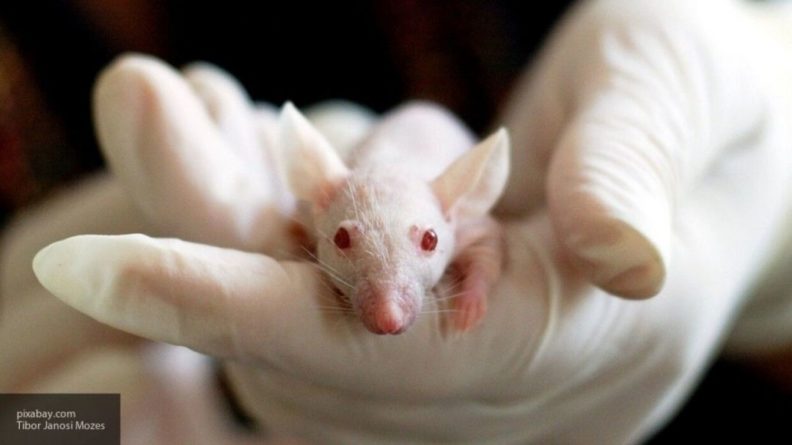 Общество: Ученые используют мышей для создания вакцины