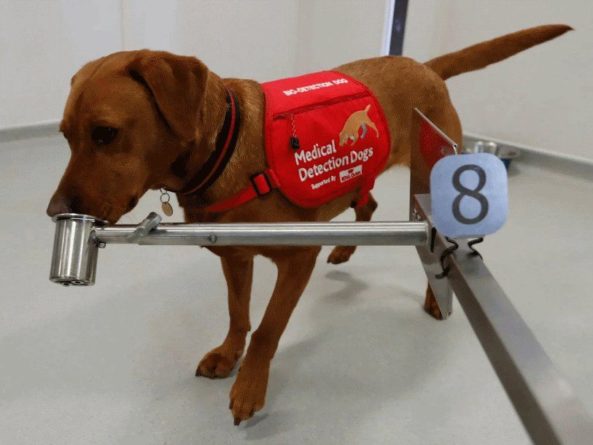 Общество: В Великобритании хотят обучить собак выявлять коронавирусную инфекцию