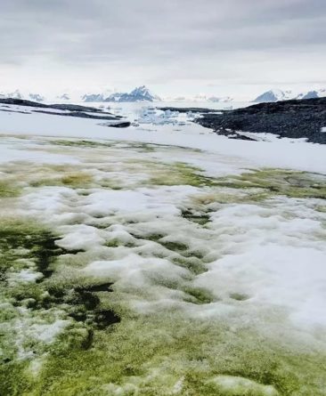 Общество: Антарктида зацвела: ученые показали впечатляющие фото