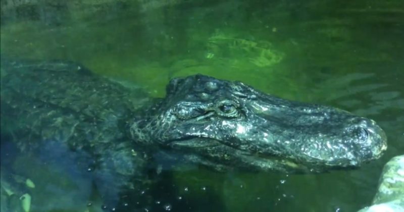 Общество: В Московском зоопарке умер аллигатор, привезенный из Берлина после ВОВ