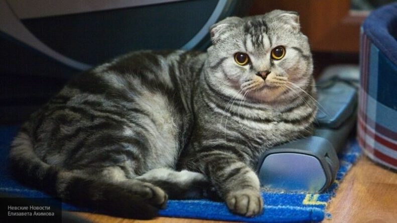 Общество: Мужчина из Благовещенска продал своего кота-экстрасенса Чарли за пять миллионов рублей