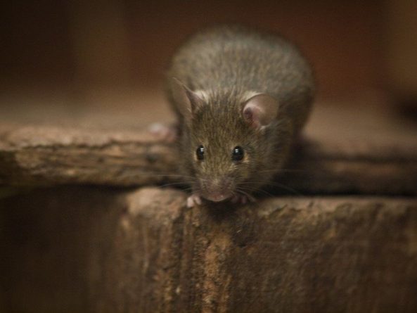 Общество: Домовые мыши появились в Европе 6500 лет назад