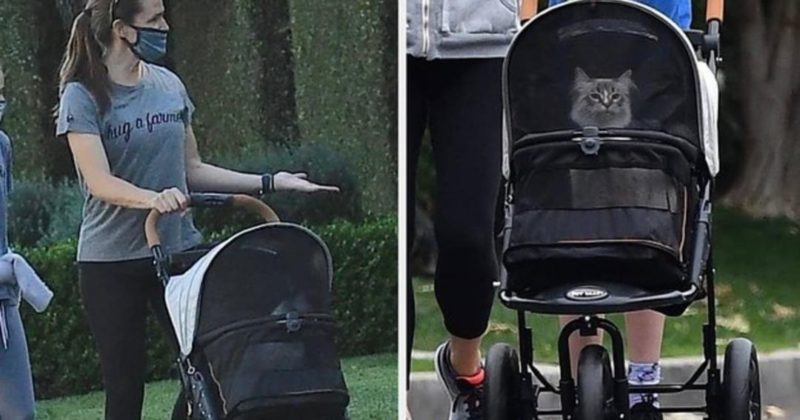 Общество: Кошка Дженнифер Гарнер в детской коляске на прогулке покорила Сеть