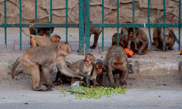 Общество: В Индии обезьяны похитили образцы крови, в которой может быть коронавирус: видео