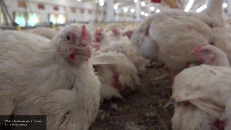 Общество: Британский ученый заявил о глобальной опасности "куриной" пандемии