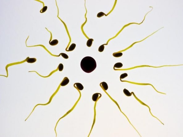 Общество: Ученые обнаружили способность женских яйцеклеток выбирать спераматозоиды