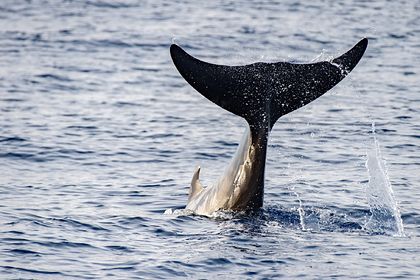 Общество: Останки огромного редчайшего кита вынесло на побережье Шотландии