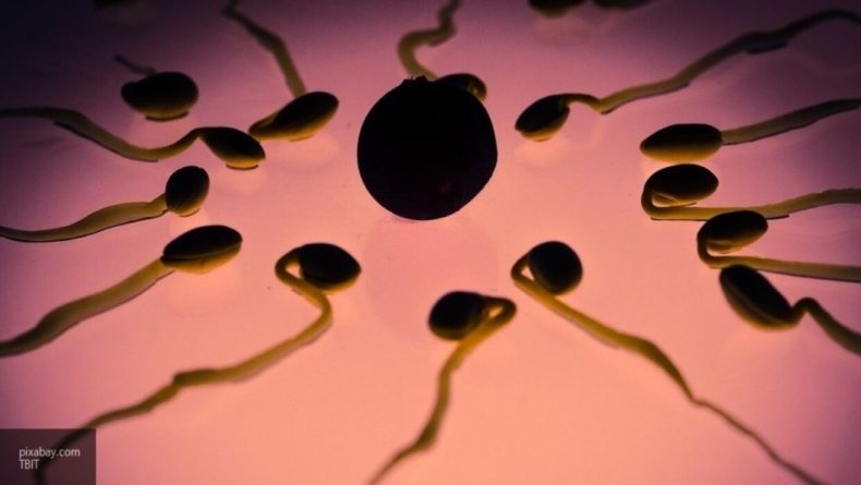 Общество: Ученые выяснили, что яйцеклетка способна выбирать "понравившийся" сперматозоид