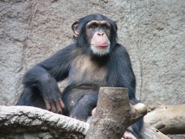 Общество: Ученые нашли кость в сердце шимпанзе в возрасте - Cursorinfo: главные новости Израиля