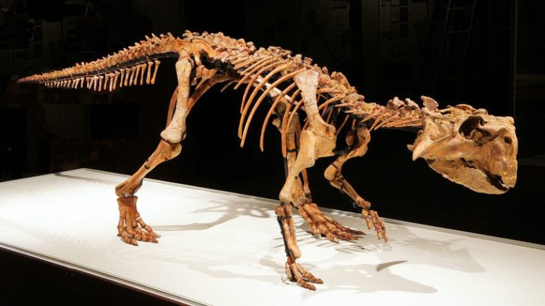 Общество: «Эволюция органического мира»: российский палеонтолог — о страусах-гигантах, динозаврах и пещерных гиенах в Крыму
