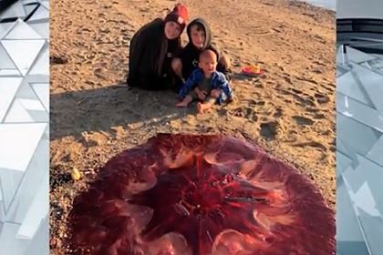 Общество: Самую крупную ядовитую медузу в мире вынесло на полный людей пляж