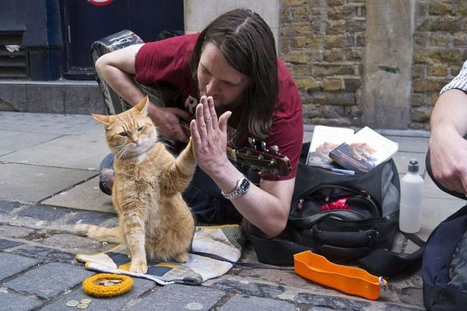 Общество: В Великобритании умер знаменитый уличный кот Боб