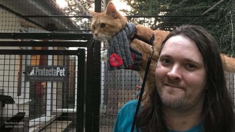 Общество: Знаменитый уличный кот Боб из Великобритании скончался