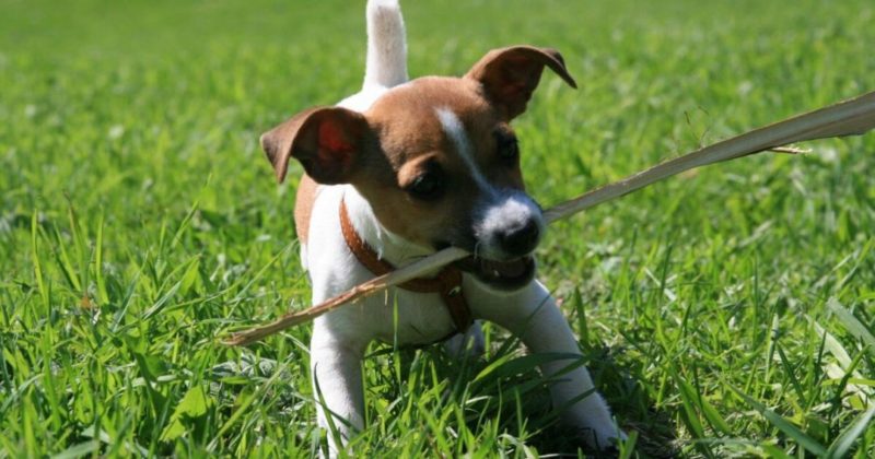 Общество: Хозяйка собаки предупредила об ужасных последствиях игры с палкой
