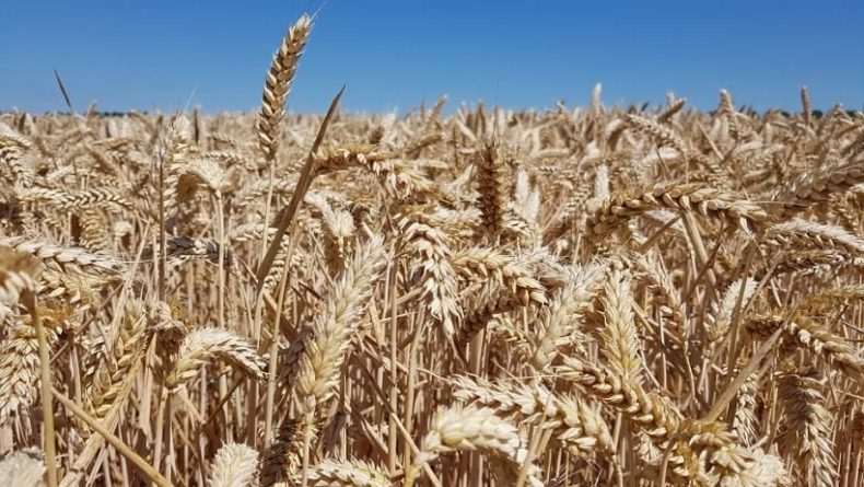 Общество: Минсельхоз РФ повысил прогноз по урожаю зерновых в этом году