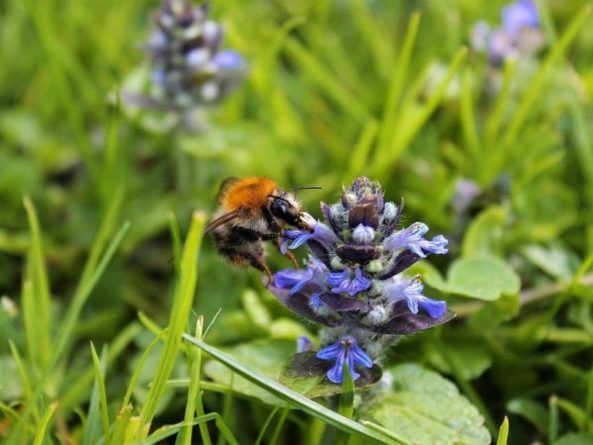 Общество: Англичан призвали реже стричь газоны, чтобы сохранить насекомых-опылителей