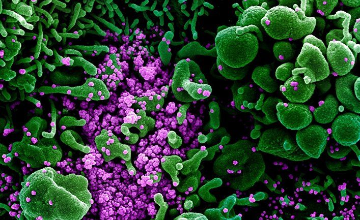 Общество: Nature (Великобритания): миниатюрные органы показывают, как коронавирус поражает организм