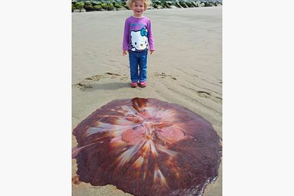 Общество: Пятилетняя девочка гуляла по пляжу и нашла самую крупную ядовитую медузу в мире