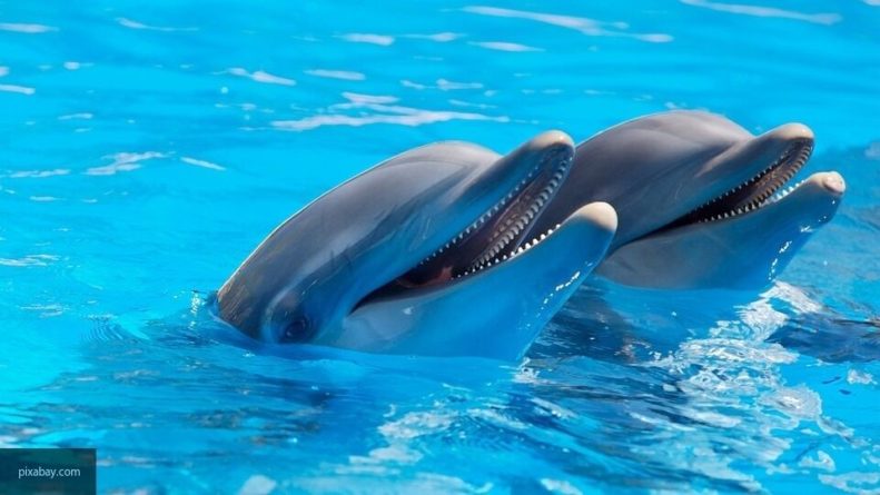 Общество: Дельфины учатся приемам охоты у своих сородичей