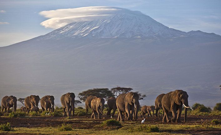 Общество: The Guardian (Великобритания): в Африке за месяц загадочно умерли сотни слонов