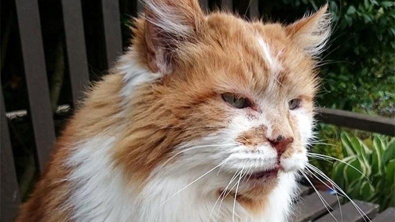 Общество: В Англии ушел из жизни самый старый в мире кот