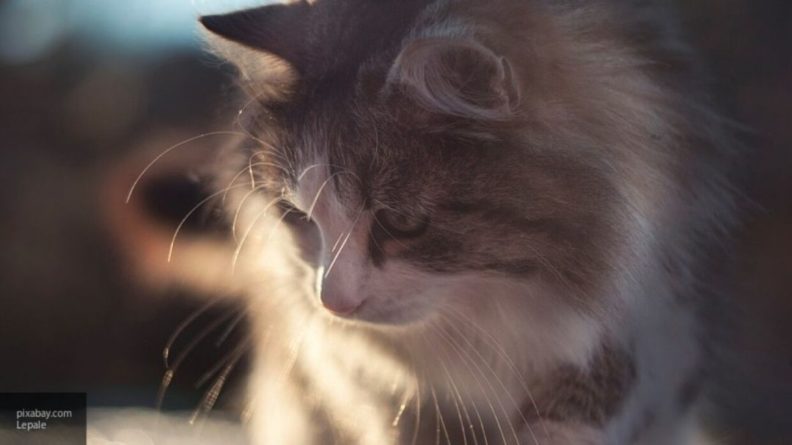 Общество: Вписанный в книгу рекордов Гиннеса кот умер в Англии
